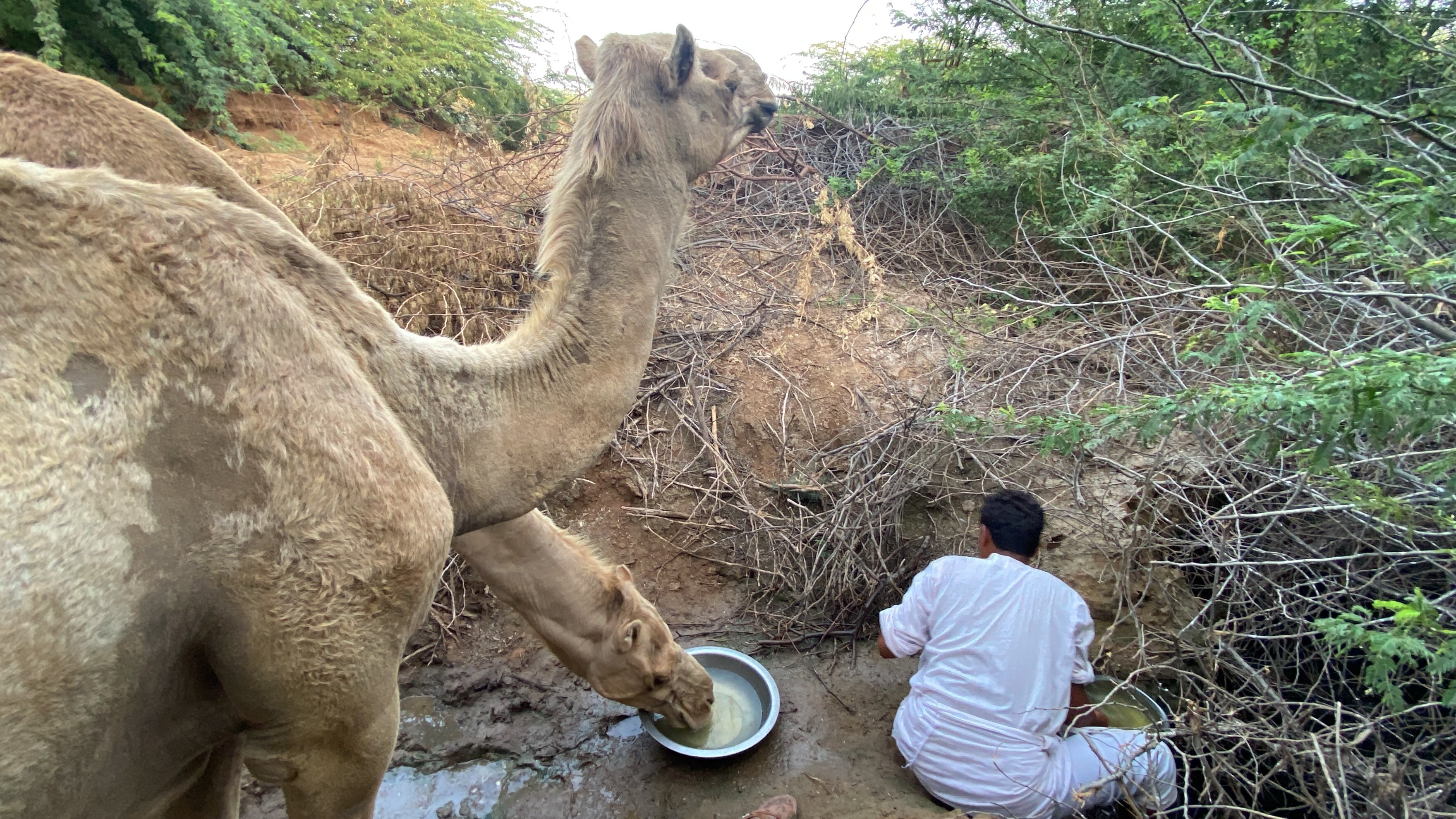 Rashaida Nomadic Experience